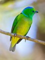 Costa Rica  Golden-browed Chlorophonia : Golden-browed Chlorophonia
