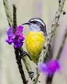 Costa Rica  Bananaquit : Bananaquit