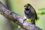 Costa Rica  Yellow-faced Grassquit : Yellow-faced Grassquit