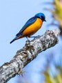 Costa Rica  Elegant Euphonia : Elegant Euphonia
