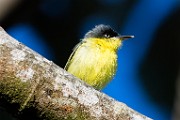 Costa Rica  Common Tody-Flycatcher : Common Tody-Flycatcher