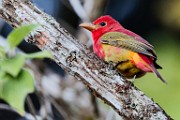 Costa Rica  Summer Tanager : Summer Tanager