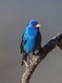 Costa Rica  Blue-black Grassquit : Blue-black Grassquit