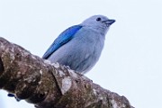 Costa Rica  Blue-gray Tanager : Blue-gray Tanager