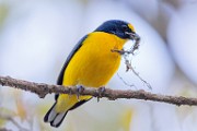 Costa Rica  Yellow-throated Euphonia : Yellow-throated Euphonia
