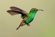 Costa Rica  Coppery-headed Emerald : Coppery-headed Emerald