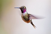 Costa Rica  Magenta-throated woodstar : Magenta-throated woodstar