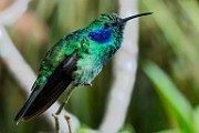 Costa Rica  Lesser Violetear : Lesser Violetear