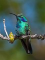 Costa Rica  Lesser Violetear : Lesser Violetear