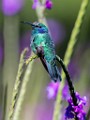 Costa Rica  Lesser Violetear : Lesser Violetear