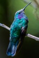 Costa Rica  Lesser Violetear : Lesser Violetear