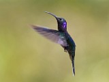 Costa Rica  Violet Sabrewing : Violet Sabrewing