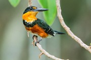 Costa Rica  Pygmy Kingfisher : Pygmy Kingfisher