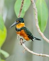 Costa Rica  Pygmy Kingfisher : Pygmy Kingfisher