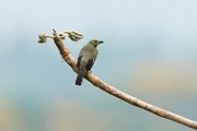 Costa Rica  Scarlet Tanager - nonbreeding male : Scarlet Tanager - nonbreeding male