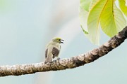 Costa Rica  Scarlet Tanager - nonbreeding male : Scarlet Tanager - nonbreeding male