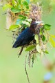 Costa Rica  Chestnut-headed Oropendola : Chestnut-headed Oropendola