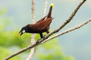 Costa Rica  Montezuma Oropendola : Montezuma Oropendola