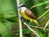 Costa Rica  Boat-billed Flycatcher : Boat-billed Flycatcher