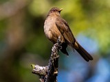 Costa Rica  Clay-colored Thrush : Clay-colored Thrush