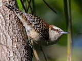 Costa Rica  Rufous-and-white Wren : Rufous-and-white Wren