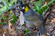 Costa Rica  White-eared Ground-Sparrow : White-eared Ground-Sparrow
