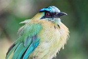 Costa Rica  Blue-crowned Motmot (Lesson's Motmot) : Blue-crowned Motmot (Lesson's Motmot)
