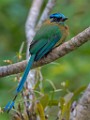 Costa Rica  Blue-crowned Motmot (Lesson's Motmot) : Blue-crowned Motmot (Lesson's Motmot)