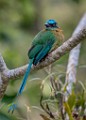 Costa Rica  Blue-crowned Motmot (Lesson's Motmot) : Blue-crowned Motmot (Lesson's Motmot)