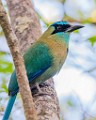 Costa Rica  Blue-crowned Motmot (Lesson's Motmot) : Blue-crowned Motmot (Lesson's Motmot)