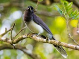 Costa Rica  Brown Jay : Brown Jay