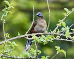 Costa Rica  Gray-headed Chachalaca : Gray-headed Chachalaca