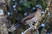 Costa Rica  Gray-headed Chachalaca : Gray-headed Chachalaca