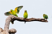 Costa Rica  Mealy Parrot : Mealy Parrot