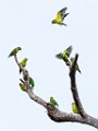 Costa Rica  Mealy Parrot : Mealy Parrot