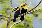 Costa Rica  Black-mandibled Toucan : Black-mandibled Toucan