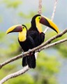 Costa Rica  Black-mandibled Toucan : Black-mandibled Toucan