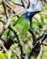 Costa Rica  Northern Emerald-Toucanet : Northern Emerald-Toucanet