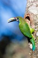 Costa Rica  Mealy Parrot : Mealy Parrot