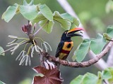 Costa Rica  Fiery-billed Aracari : Fiery-billed Aracari