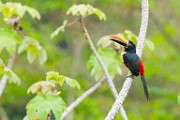 Costa Rica  Fiery-billed Aracari : Fiery-billed Aracari