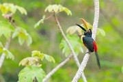 Costa Rica  Fiery-billed Aracari : Fiery-billed Aracari