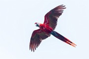 Costa Rica  Scarlet Macaw : Scarlet Macaw