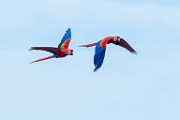 Costa Rica  Scarlet Macaw : Scarlet Macaw
