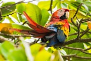Costa Rica  Scarlet Macaw : Scarlet Macaw