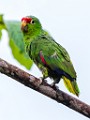 Costa Rica  Red-lored Parrot : Red-lored Parrot