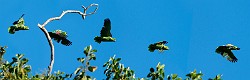 Costa Rica  Mealy Parrot : Mealy Parrot