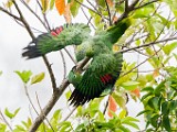 Costa Rica  Mealy Parrot : Mealy Parrot