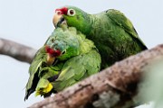 Costa Rica  Red-lored Parrot : Red-lored Parrot