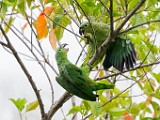 Costa Rica  Mealy Parrot : Mealy Parrot